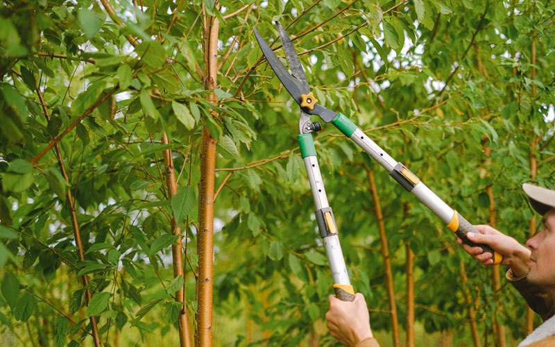 Tree trimming in Plevna, MT