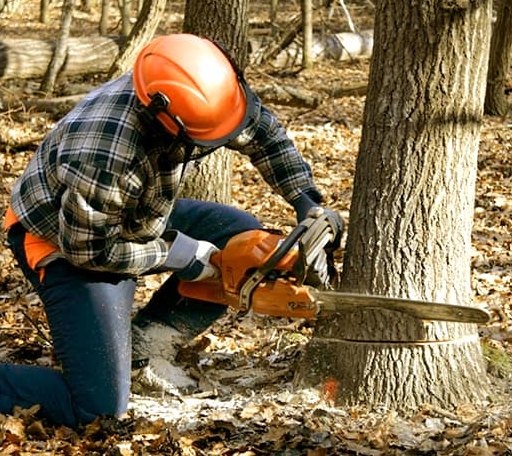 Tree Removal in Plevna, MT